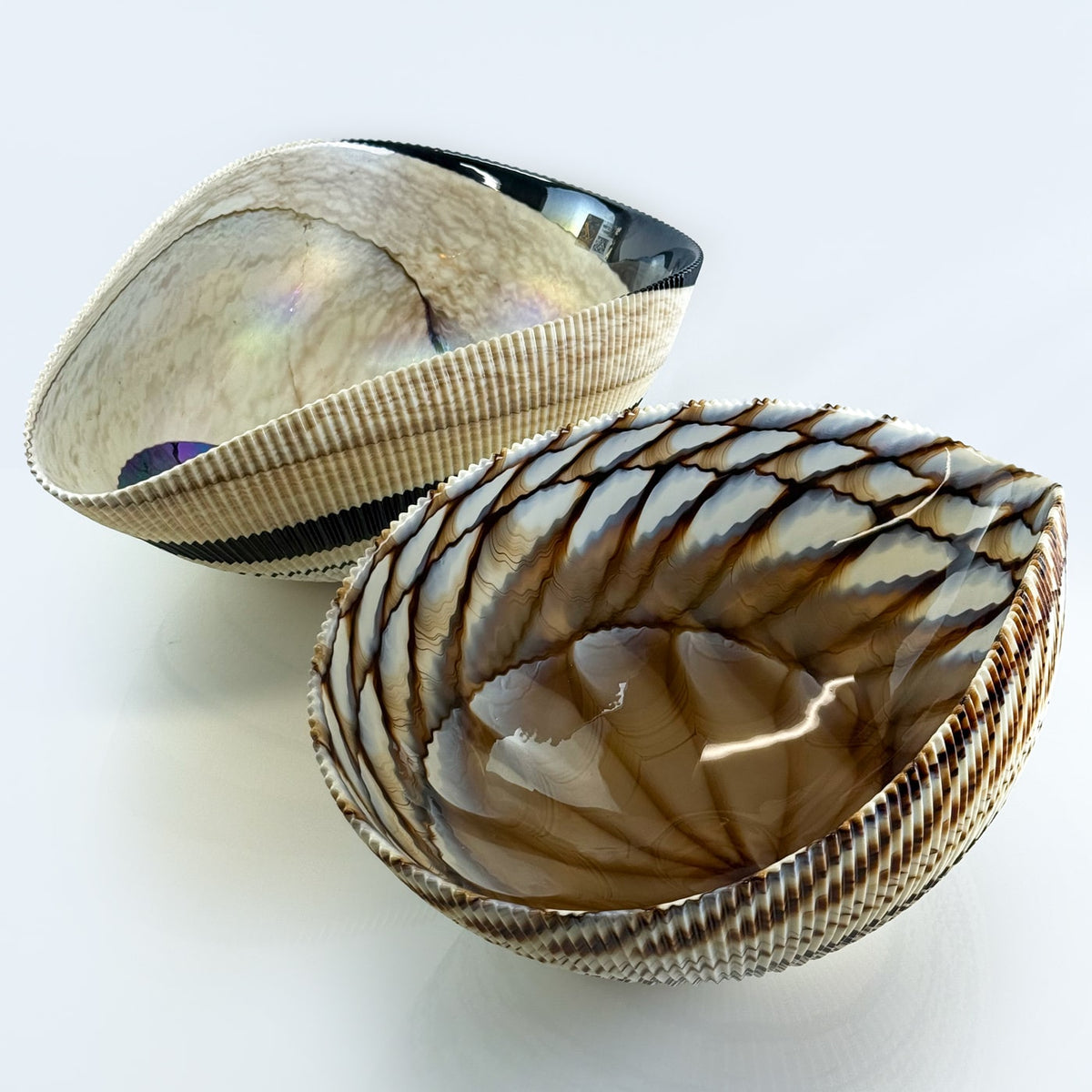 Murano Glass Large 17" Shell Decorative Bowl, Made in Italy